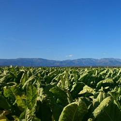 Horario de apertura Finalima S. A., Casatejada