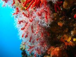 Horario de apertura Dive Creus Sotamar S.l., Cadaqués