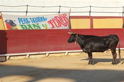 Horario de apertura Peña Taurina Pan y Toros, Vinaròs