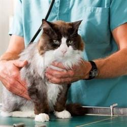 Horario de apertura Clinica Veterinaria El Saladar, 