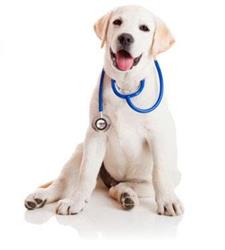 Horario de apertura Clinica Veterinaria Ambra C.b., Pego