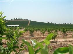 Horario de apertura Bodegas Pascual Cabedo S.L., Pedralba