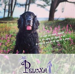 Horario de apertura Clinica Veterinaria Peluxa S.l., Pontevedra