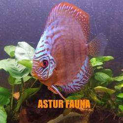 Horario de apertura Asturfauna, Oviedo
