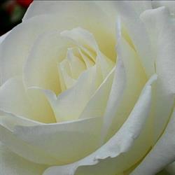 Horario de apertura Flores Dans, Abegondo