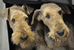 Ca la Tara, la botiga dels animals - Perruqueria canina en Barcelona (Gràcia) - Horario de apertura