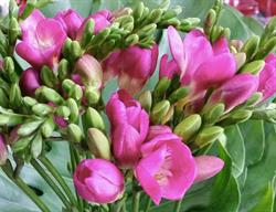 Floristería Freesia en Madrid (Salamanca) - Horario de apertura