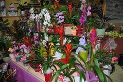 Horario de apertura Flores Liquen, Zaragoza