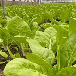 Horario de apertura Verduras Curro, Villa del Prado