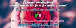 Horario de apertura Cruz Flor, Cehegín