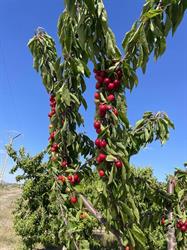 Horario de apertura Fruites Boixados S.a., Polinyà de Xuquer