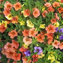 Horario de apertura Garden Center Mandyplant, Badajoz