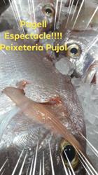 Horario de apertura Peixateria Pujol, Lloret de Mar
