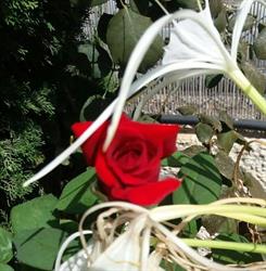 Herbodietetica Artemisa en Madrid (Latina) - Horario de apertura