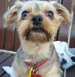 Horario de apertura Espai Mascota Serveis Integrals S.L., Barcelona