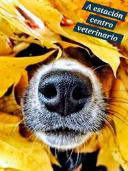 Horario de apertura A Estacion Centro Veterinario Sl, Ourense