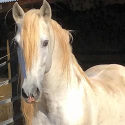 Horario de apertura Rancho LA Paz, Fuengirola
