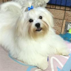 Horario de apertura Cap i Cua Peluquería Canina, Castellón de la Plana