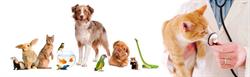 Horario de apertura Clínica Veterinària Banyoles, 