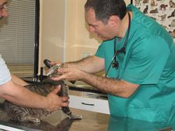 Clínica Veterinaria Delicias en Zaragoza (Delicias) - Horario de apertura
