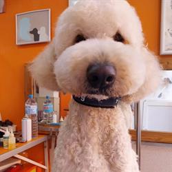 Peluqueria Canina Taba en Palma de Mallorca (Ponent) - Horario de apertura