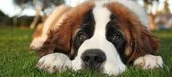 Clinica Veterinaria San Bernardo en Madrid (Villa De Vallecas) - Horario de apertura