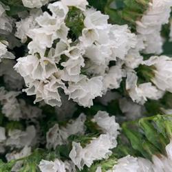 Horario de apertura Siempreviva Floristeria S.l., Telde