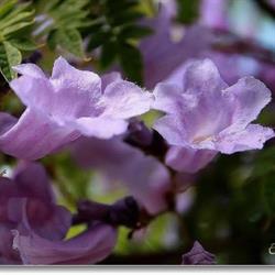 Floristería Jacaranda en Madrid (Chamartín) - Horario de apertura