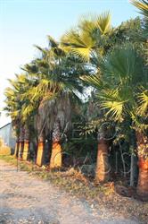 Horario de apertura Viveros El Oasis, Talavera de la Reina