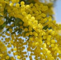 Horario de apertura Floristería Las Mimosas, Chiclana de la Frontera