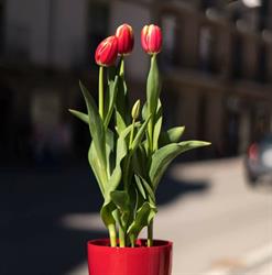 Horario de apertura Floristería Plantaflor, Suria