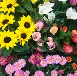 Horario de apertura Flores Chiti, Valladolid