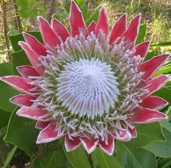 Floristería Protea en Gijón (Centro) - Horario de apertura