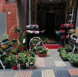 Horario de apertura Flores Guiomar, Avilés
