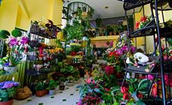 Horario de apertura Floristeria Bardon, Ponferrada