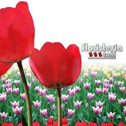 Horario de apertura Floristeria Toñi, Almería