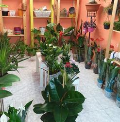 Horario de apertura Floristería Gemma, Alicante