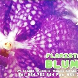 Horario de apertura Floristería Blumen, Mairena del Aljarafe