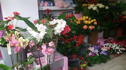 Yerard Floristas - Floristería en Carabanchel en Madrid (Carabanchel) - Horario de apertura