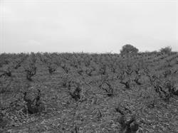 Horario de apertura Bodegas y Viñedos Escudero S.L. - Ribera del Duero, Olmedillo de Roa