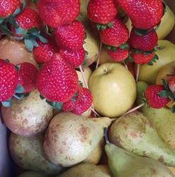 Horario de apertura Diver fruta tu tienda, Palencia