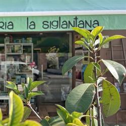 Horario de apertura Llibreria La Siglantana, La Bisbal d'Emporda