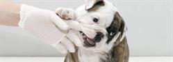Horario de apertura CLÍNICA VETERINARIA CHAMÁN, Vélez-Málaga