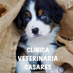 Horario de apertura Clinica Veterinaria Casares Medicina Urgencias, Santander