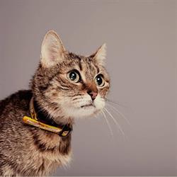 Horario de apertura Lardy Clínica Veterinaria, Donostia-San Sebastián