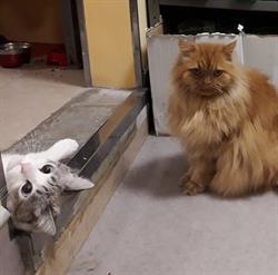 Horario de apertura Clínica Veterinaria Utebo, Zaragoza