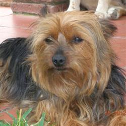 Horario de apertura Clinica Veterinaria Premia, Premià de Mar