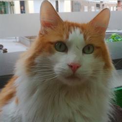 Centre Veterinari d'Horta en Barcelona (Horta-Guinardó) - Horario de apertura