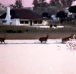 Horario de apertura Restaurante Aires de Doñana 'la Choza', Almonte