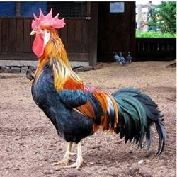 Horario de apertura Asador El Pollo Campero, Fuente Alamo